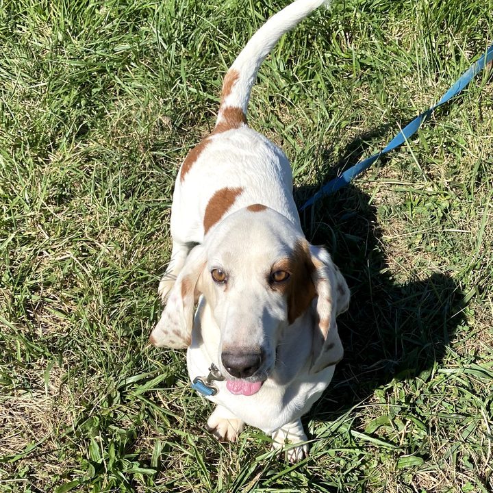 Betsie, a basset hound