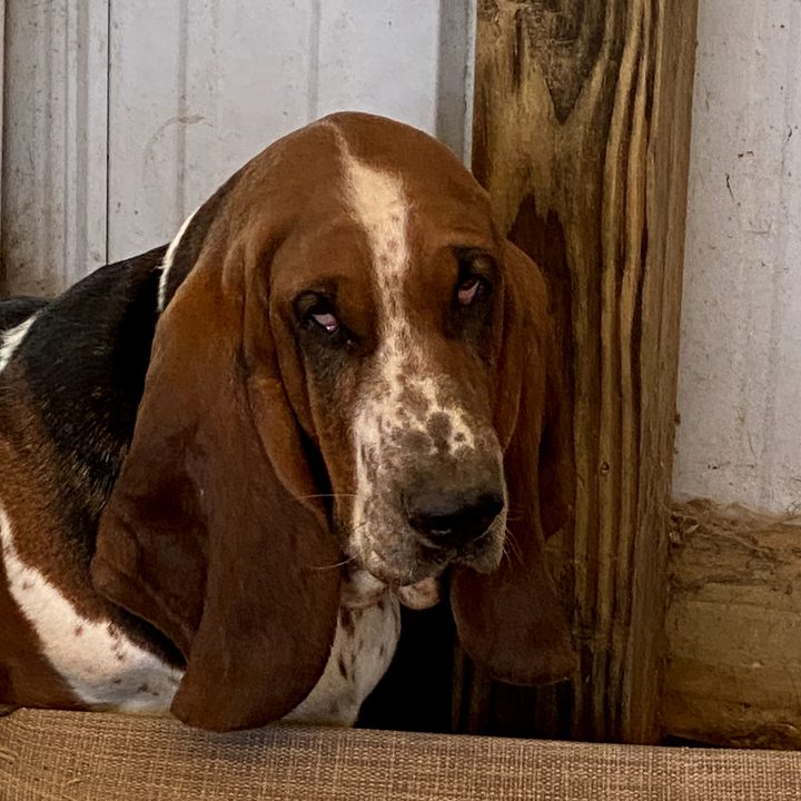 Bonnie, a basset hound