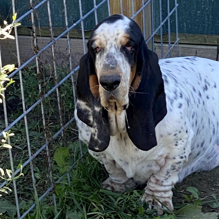 Dottie, a basset hound