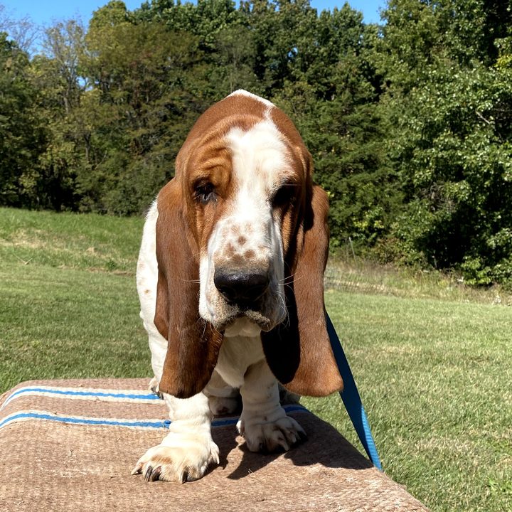 Tucker, a basset hound